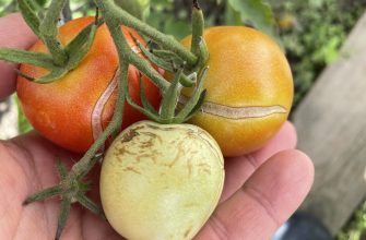 Tomatoes