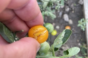 Tomatoes