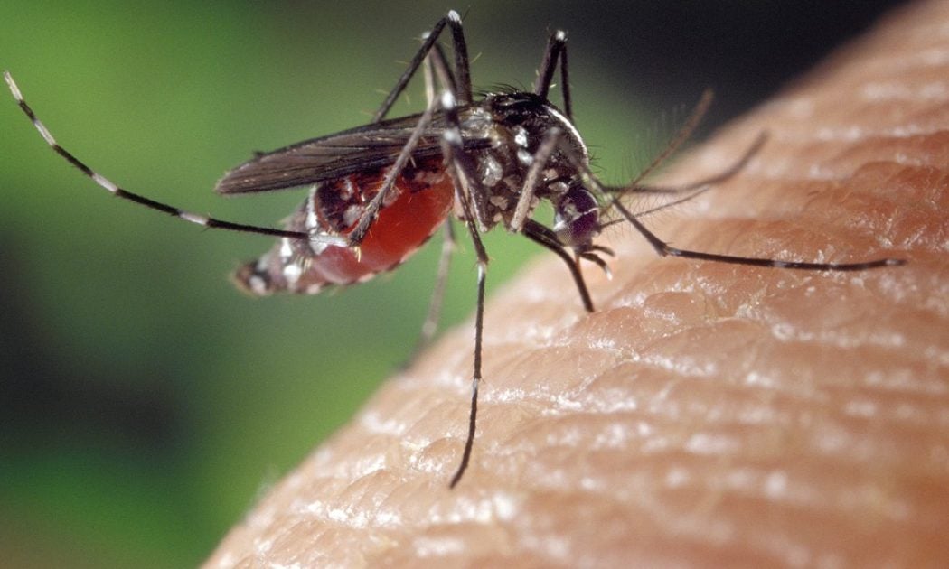 mosquitoes
