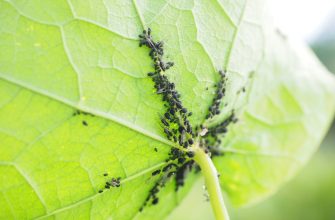 Aphids
