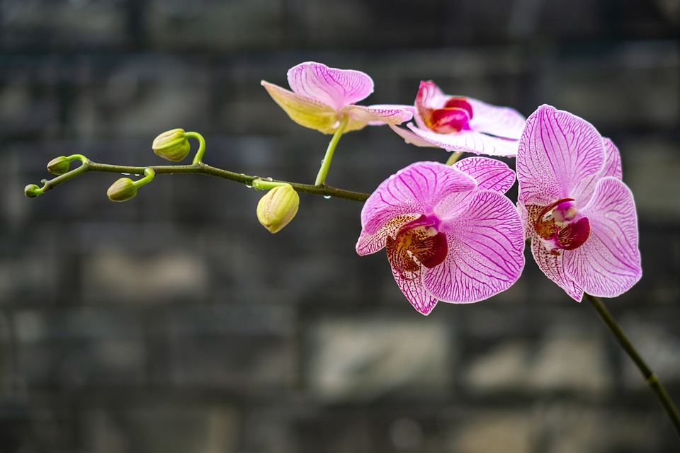 Orchids