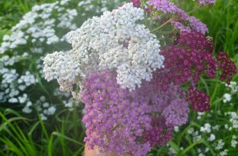 Yarrow