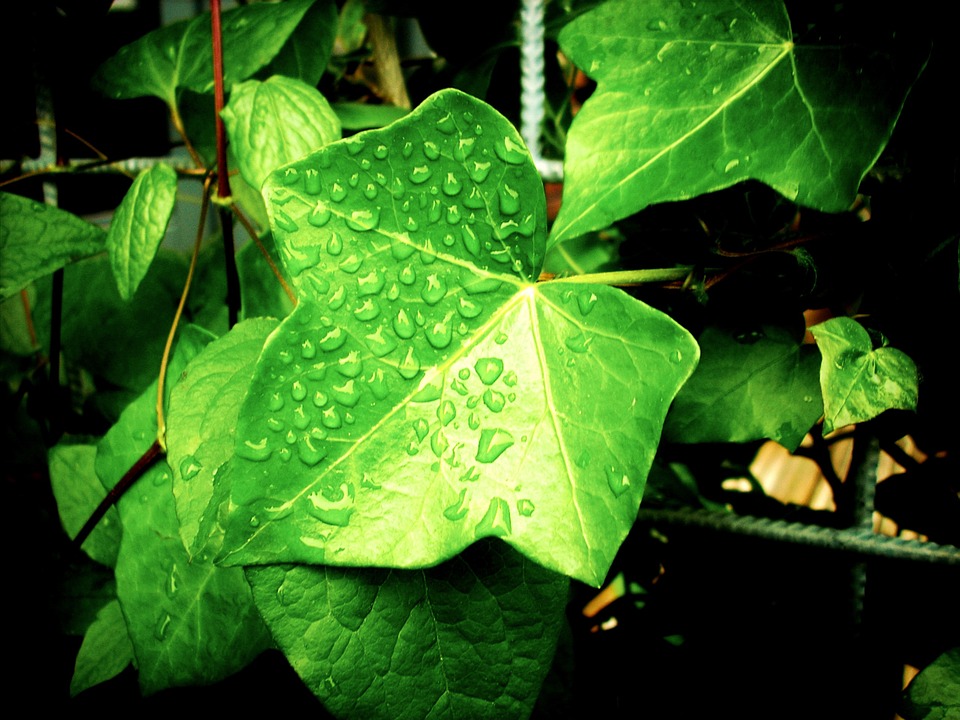 English ivy 