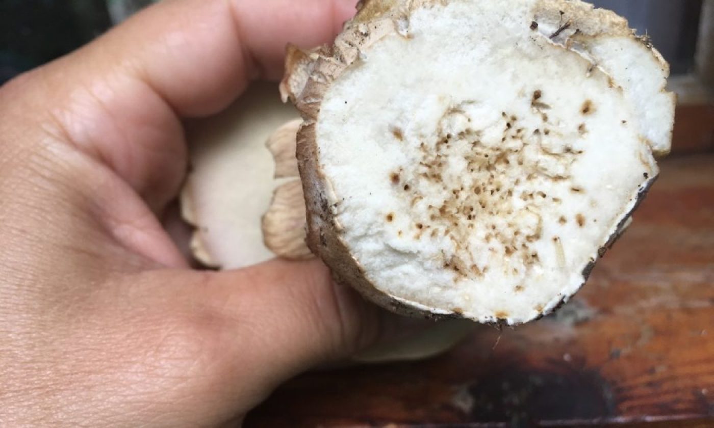 Should you throw away worms infested mushrooms?