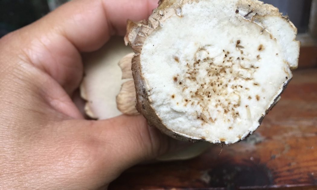 Should you throw away worms infested mushrooms?