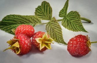 Raspberries