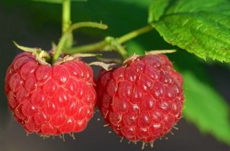 Raspberries