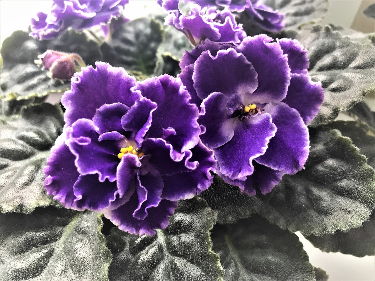 African violets