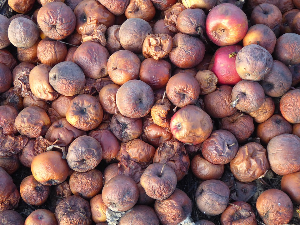 Rotten apples