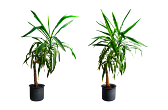 Yucca
