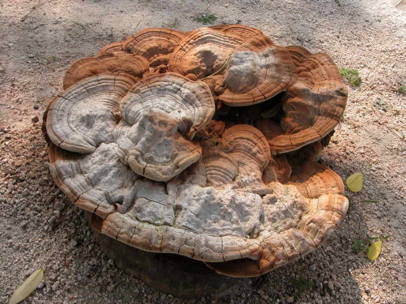 Reishi mushroom