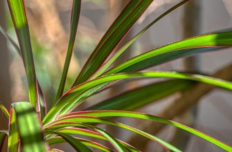 Dracaena