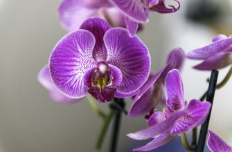 Orchids
