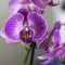 Orchids