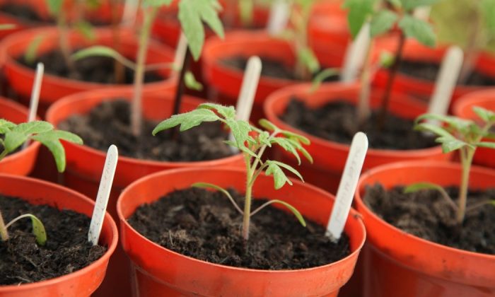 Plants