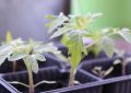 Plants