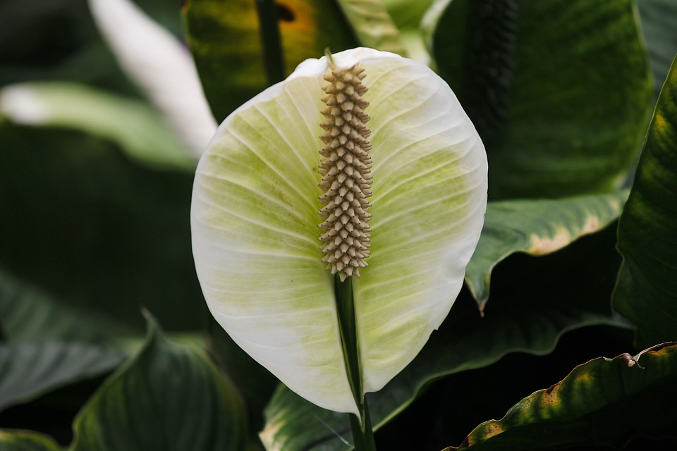 Peace lily