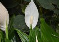 Peace lily