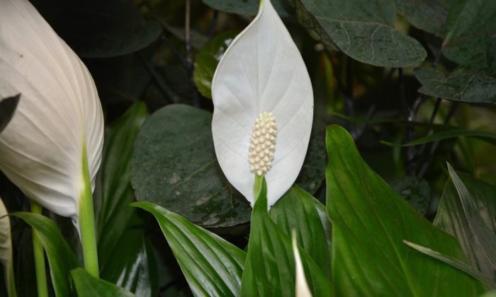 Peace lily