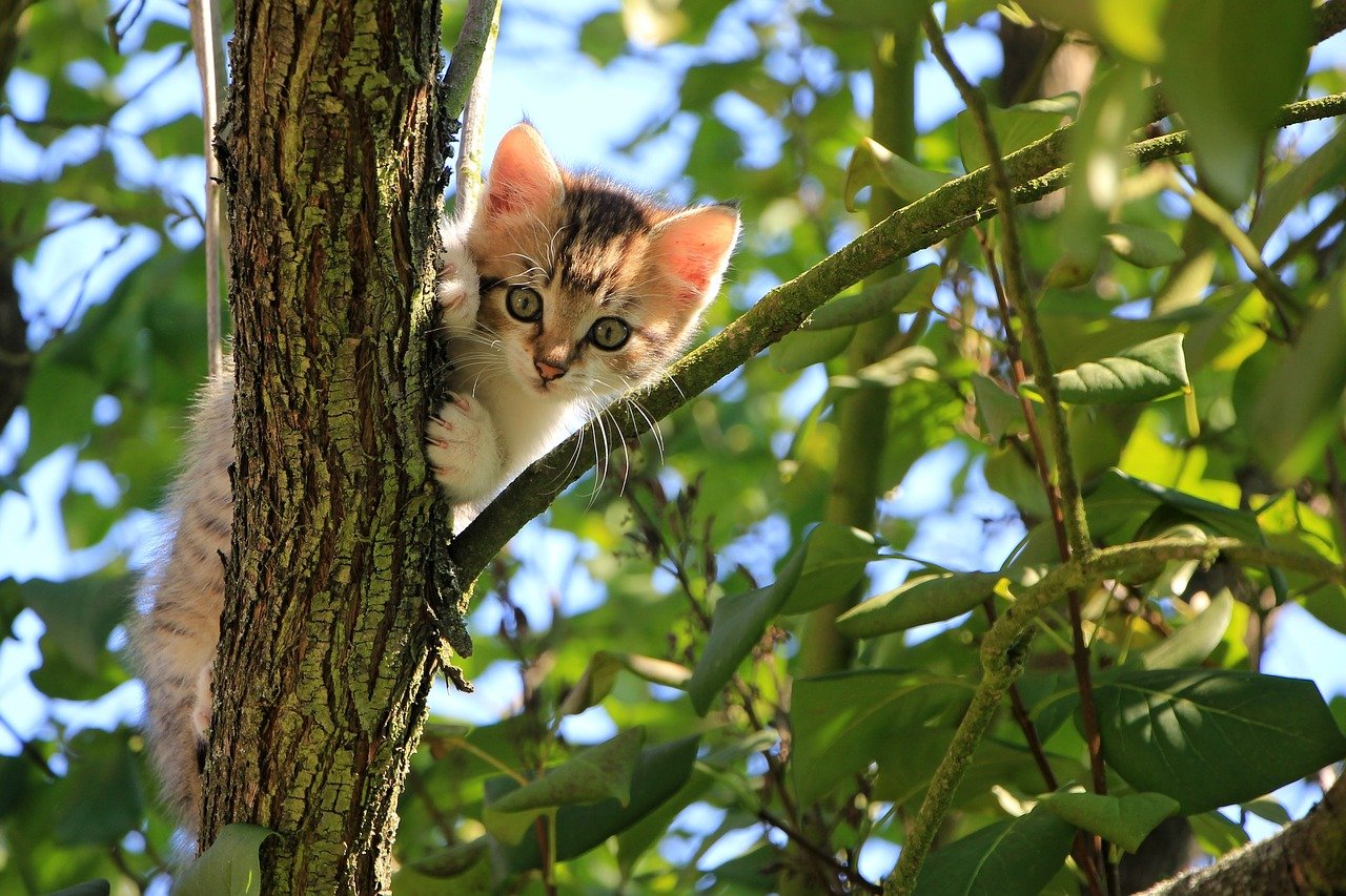 Cats