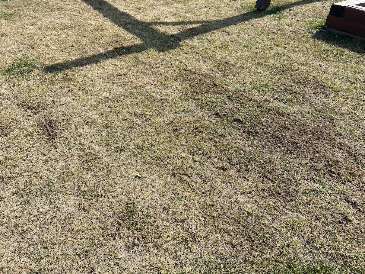 Lawn