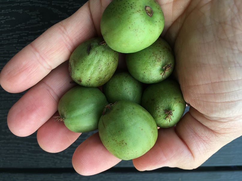 Kiwi