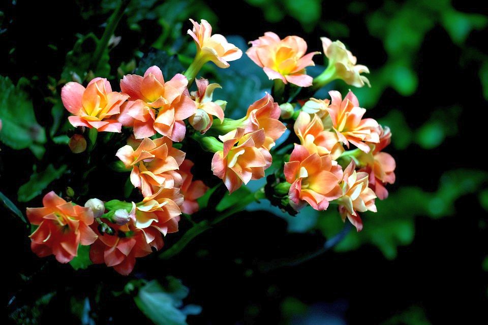 Christmas kalanchoe 