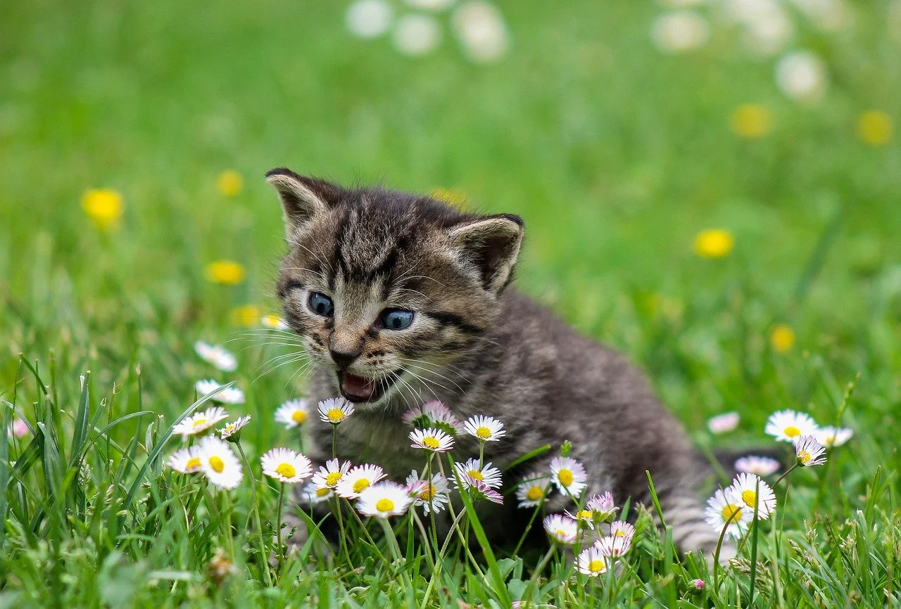 Cats