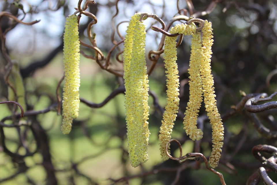 Hazel tree