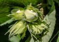 Hazel tree