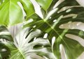 Monstera