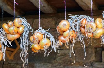 Onions
