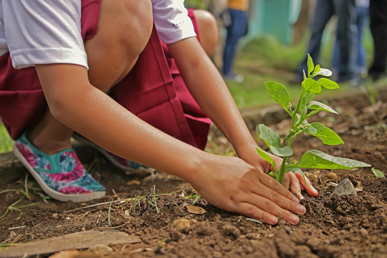 Seedlings