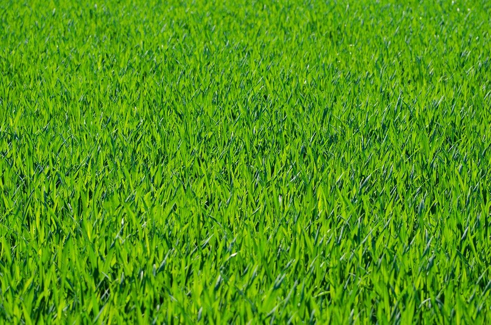Lawn