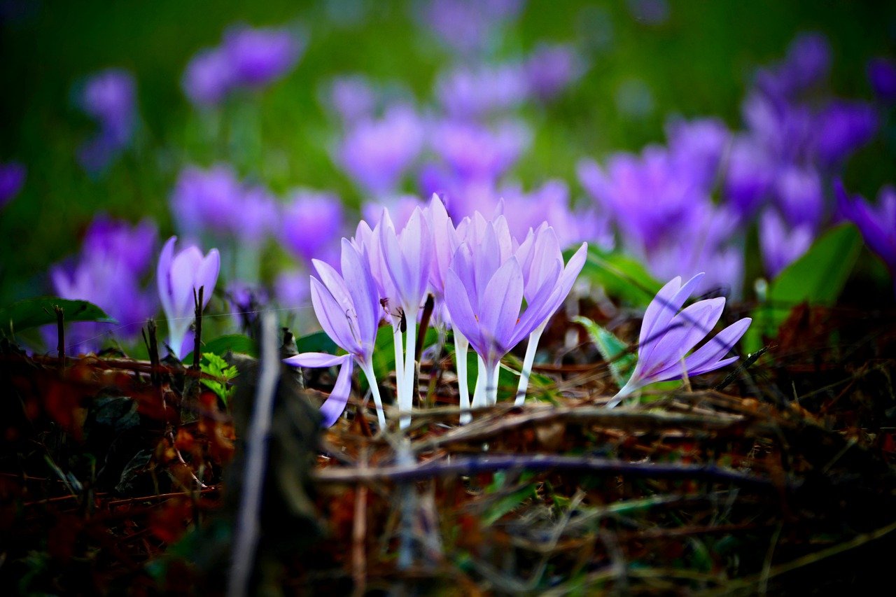 Meadow saffron