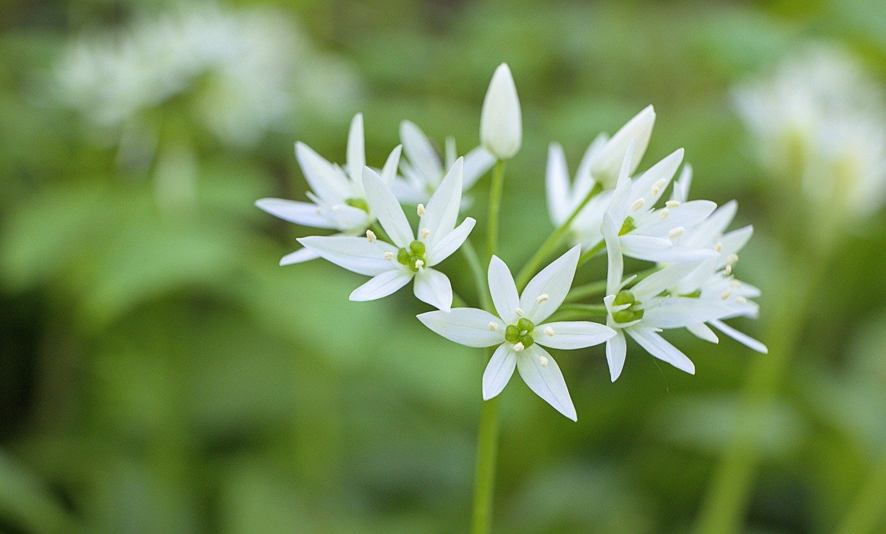 Wild garlic