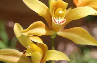 Boat orchid