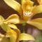 Boat orchid