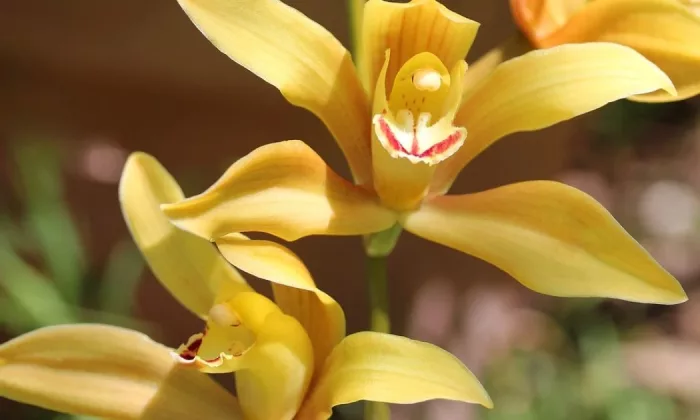 Boat orchid