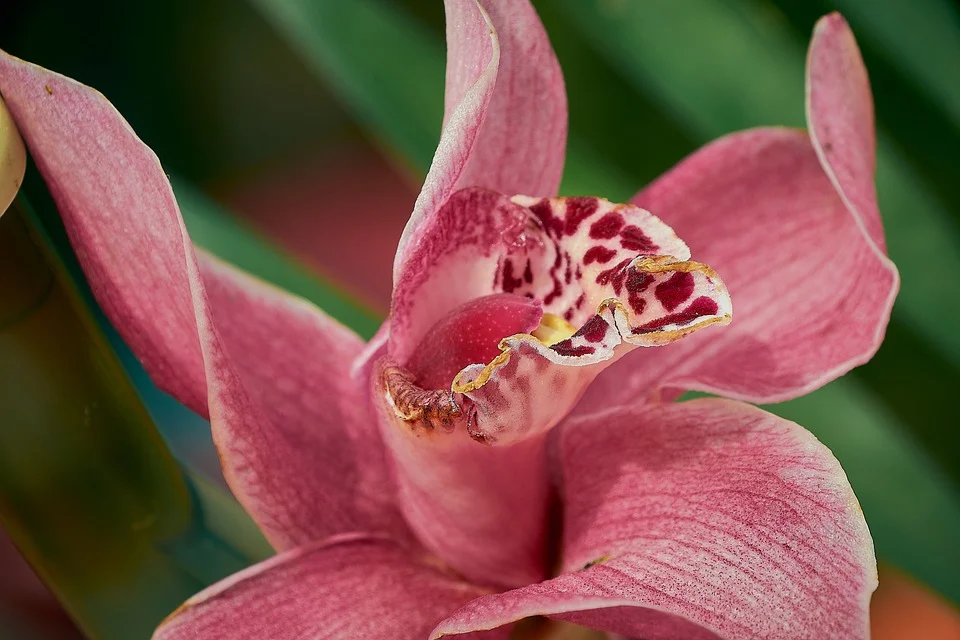 Boat orchid 