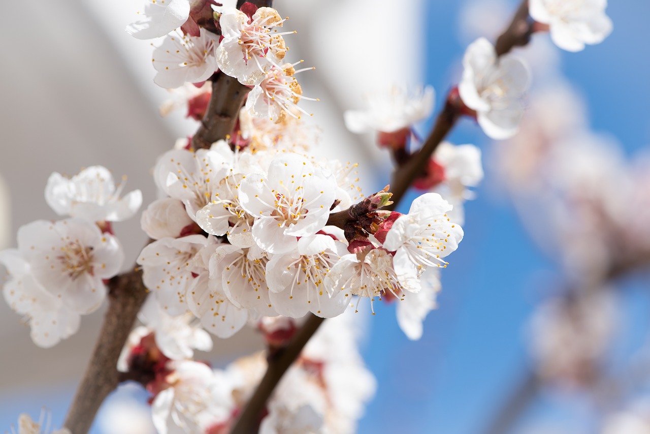 Apricots