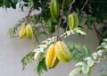 Carambola