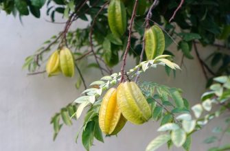 Carambola