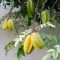 Carambola