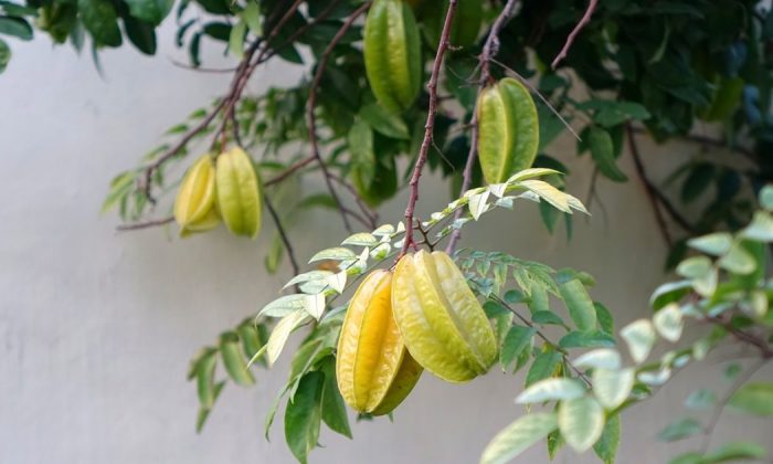 Carambola