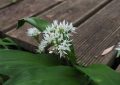 Wild garlic