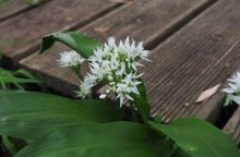 Wild garlic