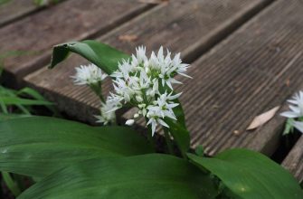 Wild garlic