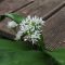 Wild garlic