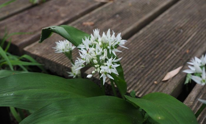 Wild garlic
